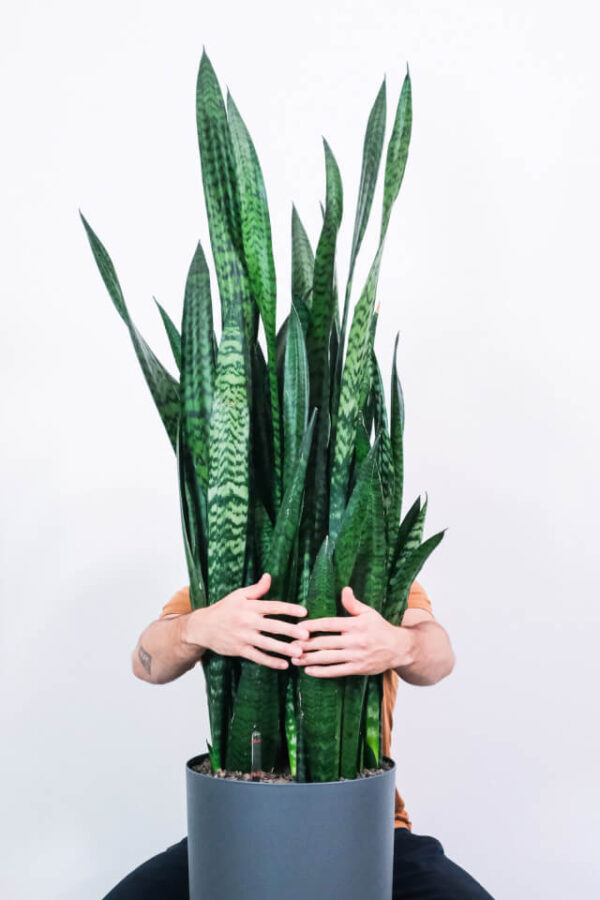 Sansevieria Laurentii – Image 2