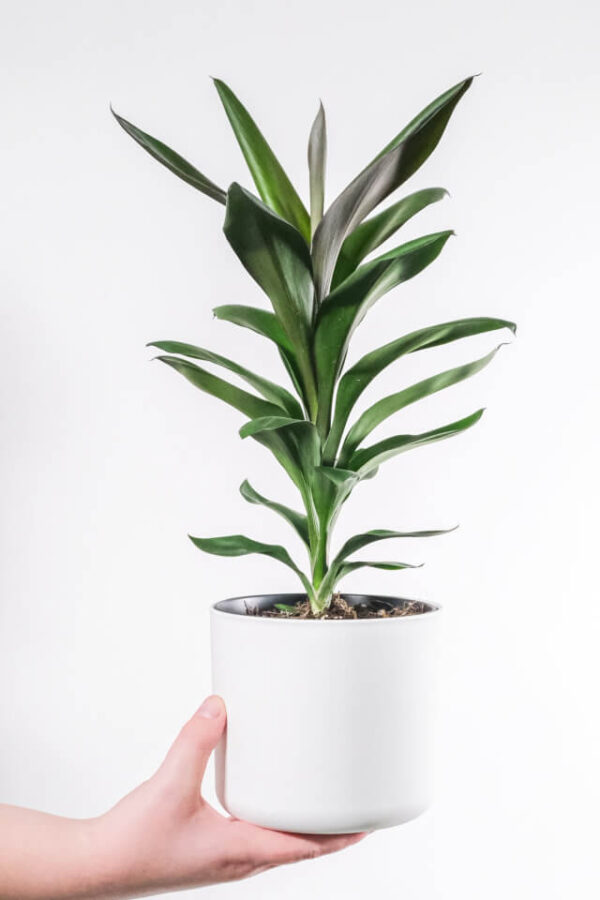 Dracaena Lisa – Image 2