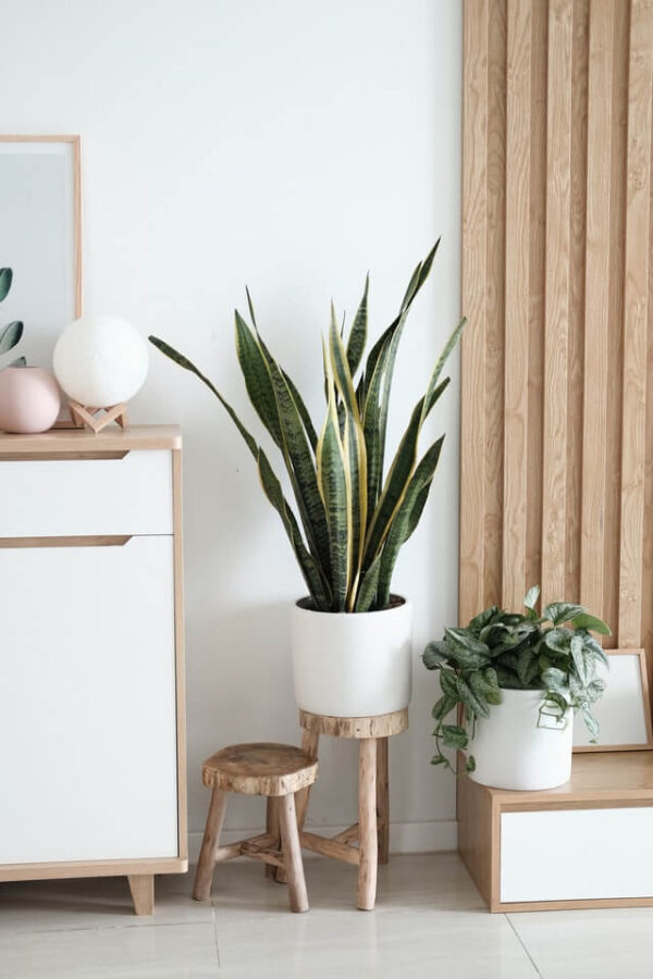 Sansevieria Golden Flame – Image 2